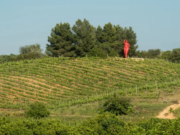 Viticulture Quinta dos Vales — Stock Photo, Image