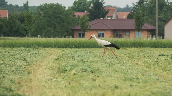 Une cigogne en mouvement — Photo