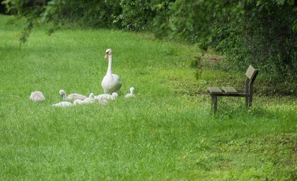 Family of swans — Stock Photo, Image