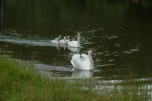 Family of swans — Stock Photo, Image