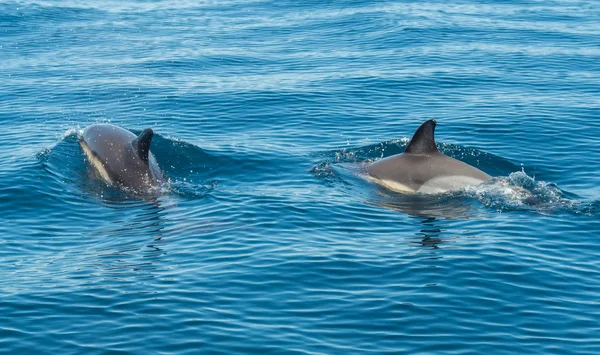 Los delfines en el mar — Foto de Stock