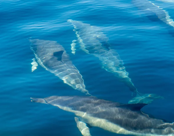 Los delfines en el mar — Foto de Stock