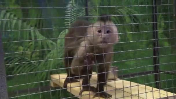 Sad monkey in a cage — Stock Video