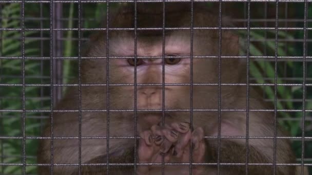 Sad monkey in a cage — Stock Video