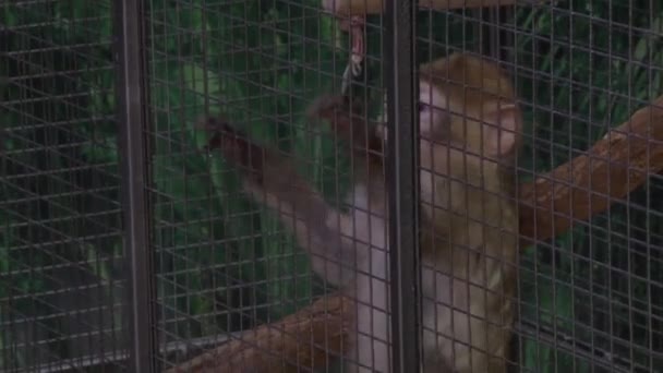 Грустная обезьяна в клетке — стоковое видео