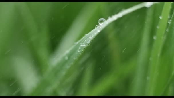 Gotas de agua cayendo sobre hierba — Vídeo de stock