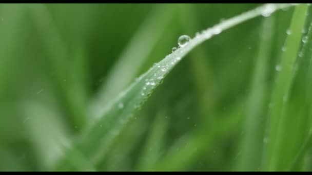 Gotas de agua cayendo sobre hierba — Vídeo de stock