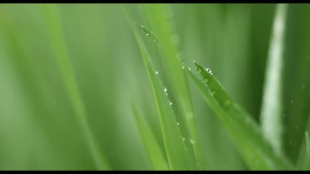 Gotas de agua sobre hierba — Vídeo de stock