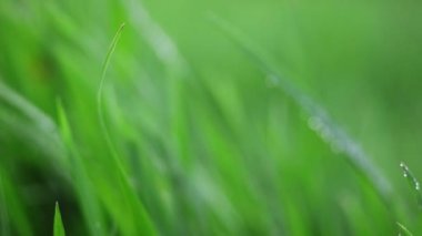 Çimenlere su damlıyor.