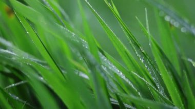 Çimenlere su damlıyor.