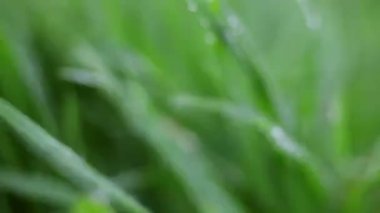 Çimenlere su damlıyor.