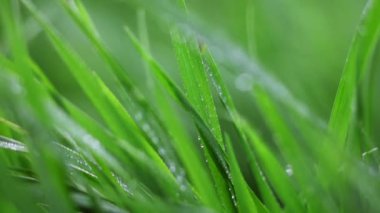 Çimenlere su damlıyor.