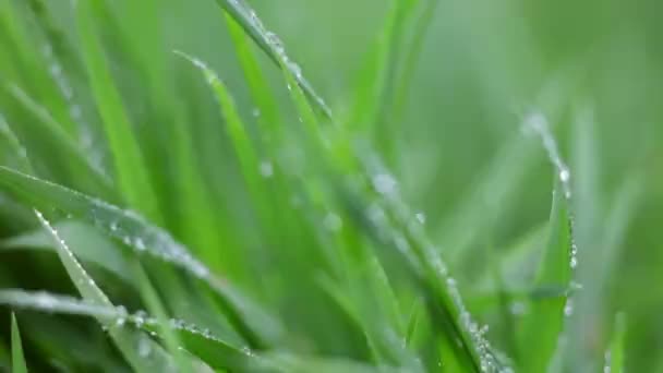 gouttes d'eau sur l'herbe