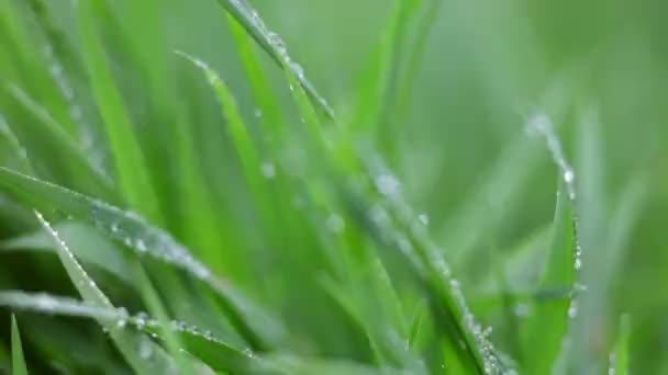 Gotas de agua sobre hierba — Vídeo de stock