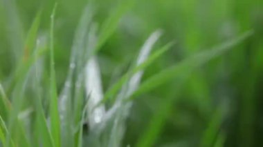 Çimenlere su damlıyor.