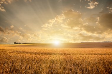 Golden wheat field clipart