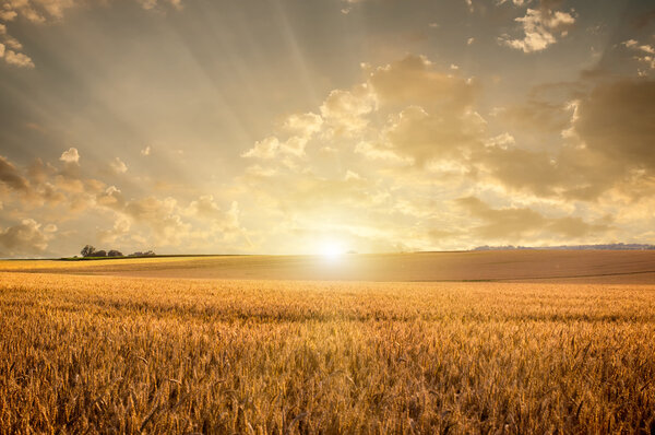 Golden wheat field