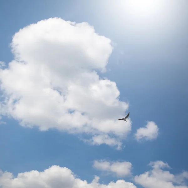 Πουλί Κατά Την Πτήση Και Δραματική Σύννεφα Στον Καταγάλανο Ουρανό — Φωτογραφία Αρχείου