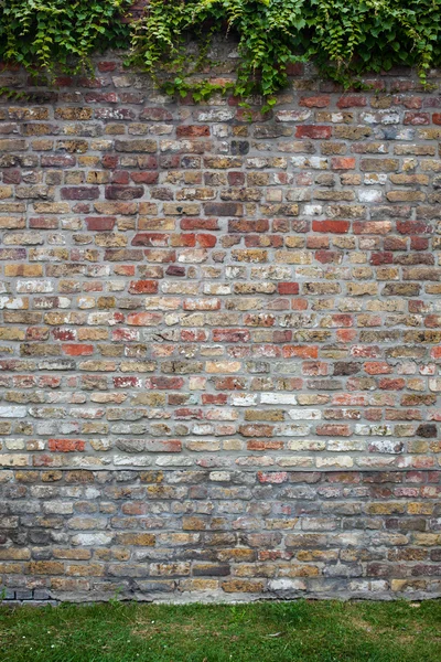 Vieja pared de ladrillo con hiedra verde —  Fotos de Stock