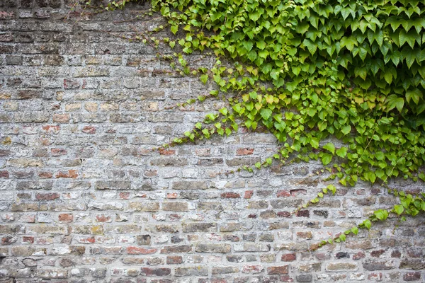 Parede de tijolo velho com hera verde — Fotografia de Stock