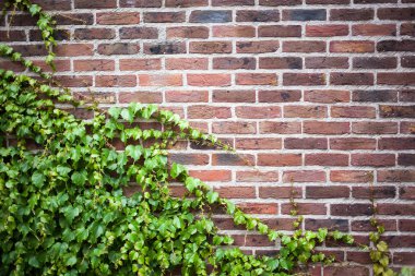 Yeşil sarmaşıklı eski tuğla duvar