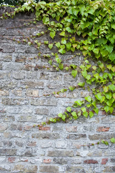 Vecchio muro di mattoni con edera verde — Foto Stock