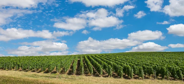 Ландшафт виноградника у Франції. — стокове фото