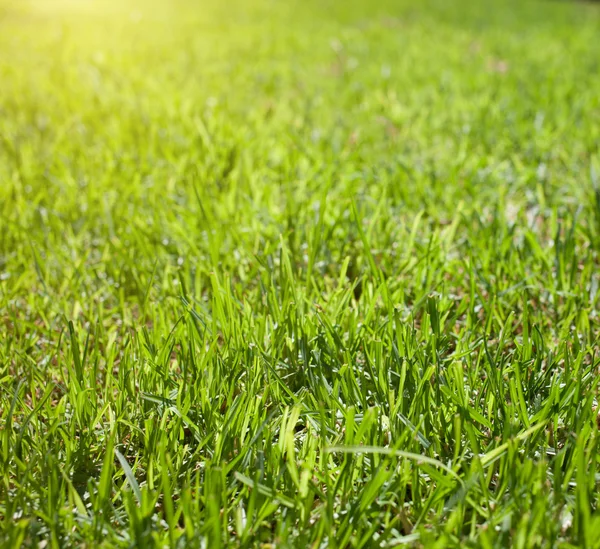 Hintergrund von Gras — Stockfoto