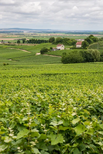 Виноградный ландшафт Франции — стоковое фото