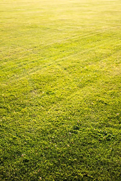 Green cutted grass background — Stock Photo, Image