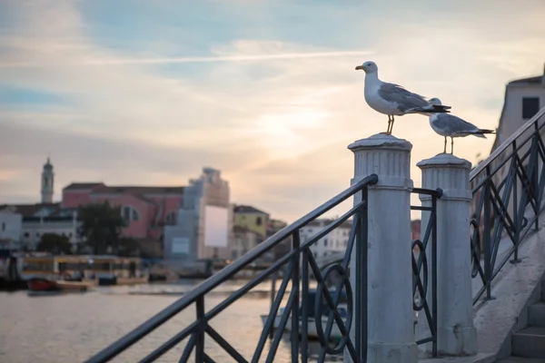 Meeuw Bovenkant Van Stenen Trap Zonsondergang — Stockfoto