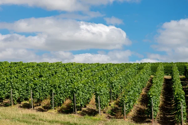 Paisaje del viñedo en Francia —  Fotos de Stock