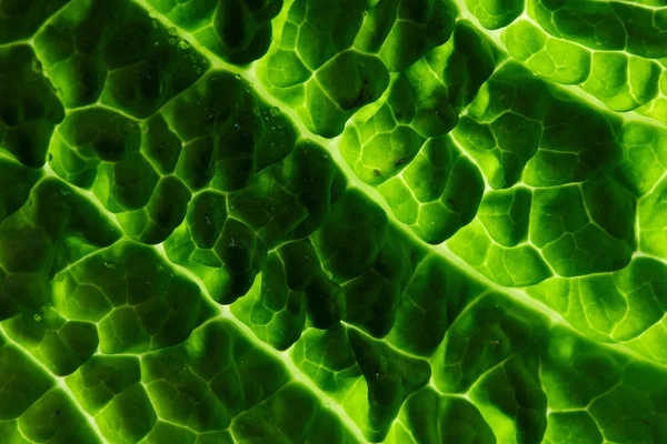 Fresh savoy cabbage leaf — Stock Photo, Image