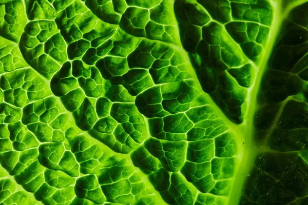 Свежий савойский капустный лист — стоковое фото