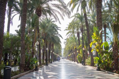 Palm alley at Alicante clipart