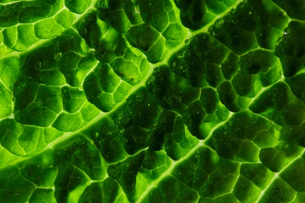 Savoy cabbage leaf — Stock Photo, Image