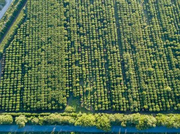 夏の晴れた日に森の緑の木々のプランテーションの上の屋外の風景の無人機からのパノラマの鳥の目のビュー — ストック写真
