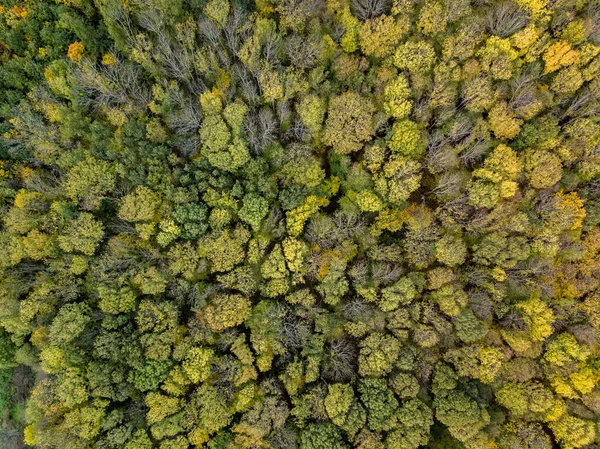 Vista Panorâmica Olho Pássaro Drone Paisagem Livre Acima Plantação Árvores — Fotografia de Stock