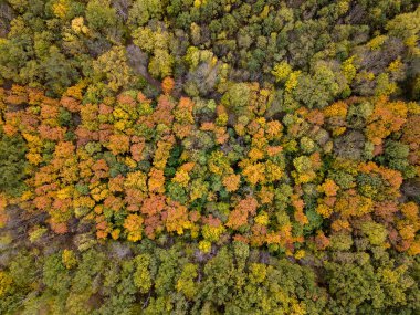 Sonbahar panoramik manzarasının üst hava manzarası orman bölgesindeki sarı ve yeşil yapraklı renkli ağaçlardan gelen dron manzarası..