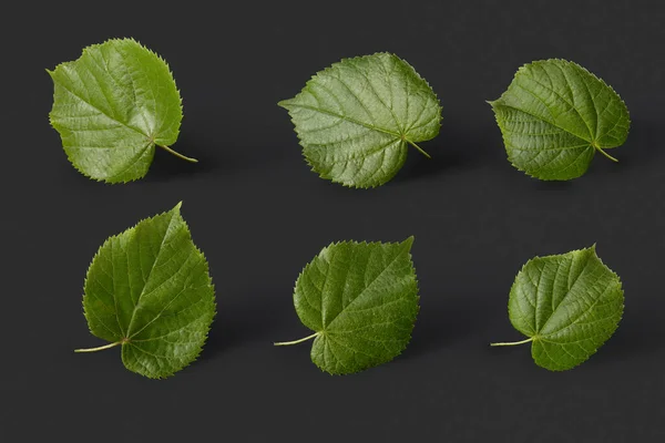 Poziomy Wzór Rośliny Teksturowanych Świeżych Naturalnych Zielonych Lipy Liści Czarnym — Zdjęcie stockowe
