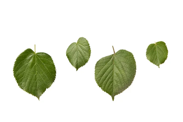 Natural Composition Freshly Picked Organic Textured Leaves Linden Trees White — Stock Photo, Image