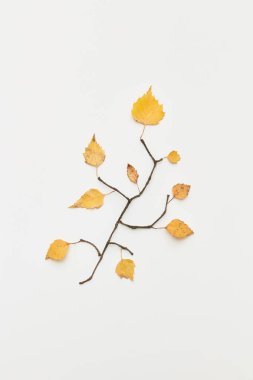 Güzel dalları ve sarı yaprakları olan sonbahar kompozisyonu beyaz ve düz yapraklar üzerinde izole edilmiş.