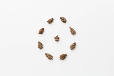 Beyaz, sonbahar konsepti, üst görünüm üzerinde izole edilmiş koni şeklinde palamut palamudu dairesi