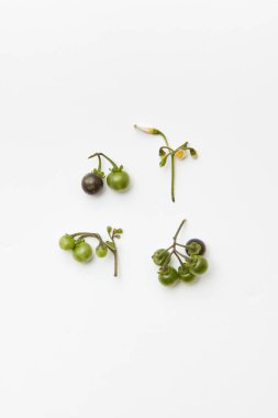 Siyah itüzümü ve bitki çiçekleri beyaz, düz yayılmış