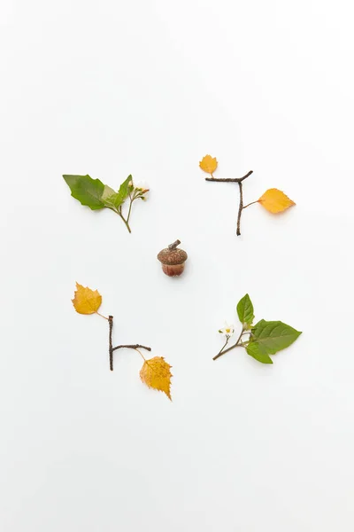 주머니쥐의 도토리와 잔가지와 색깔이 잎들이 놓는다 — 스톡 사진