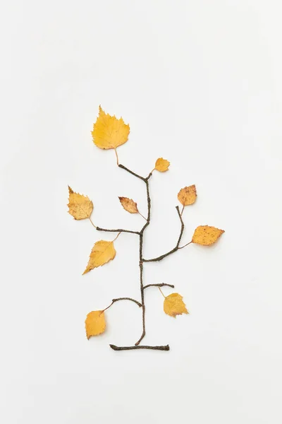 トップビューに孤立枝の形で小枝と黄色の葉を持つ秋の組成物 — ストック写真
