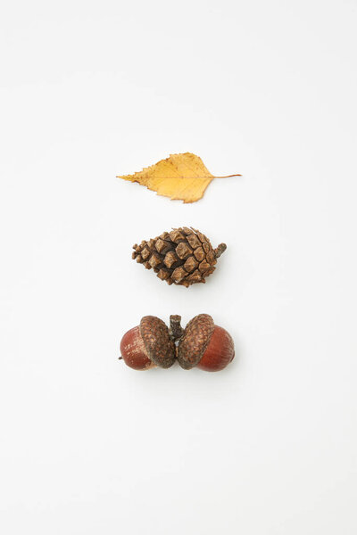 Cone, acorns and dried yellow autumnal leaf isolated on white, top view