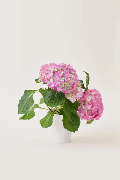 コピースペース付き白い背景に白い花瓶に緑の葉を持つ美しいピンクと白の花 — ストック写真
