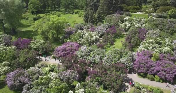Vista Aérea Hermosos Árboles Flor Jardín Botánico Verano Vista Superior — Vídeos de Stock