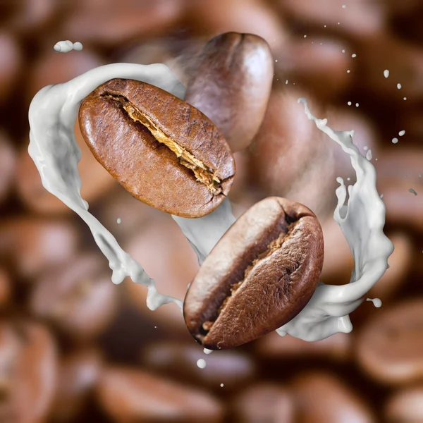 Falling roasted coffee beans with steam and milk — Stock Photo, Image